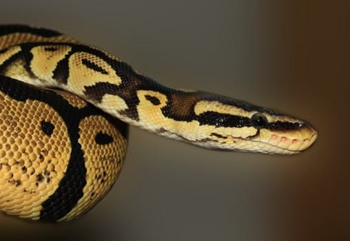 Spending A Day at Singapore Zoo and Singapore Night Safari: photo 5