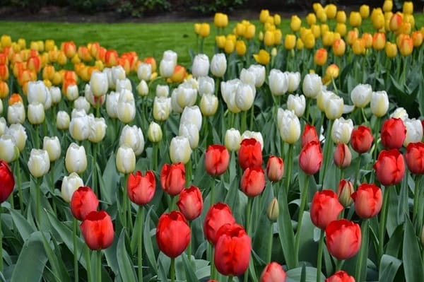 Amsterdam: Amazing Travel Destination: photo 3
