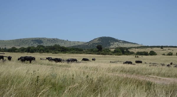Kenya: Maasai Mara mini vacation: photo 3