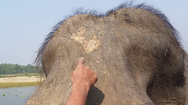 The Elephant Experience in Chitwan: photo 3