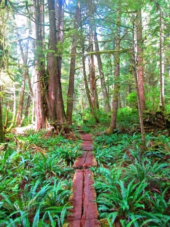 Hiking the Juan de Fuca: photo 7