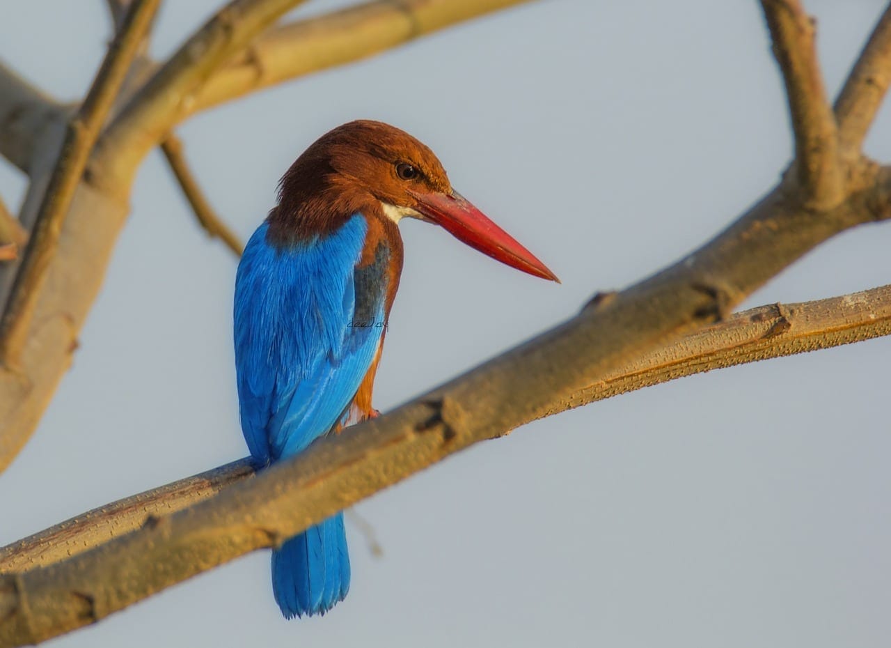 City Birder’s Paradise, The Okhla Bird Sanctuary near Delhi