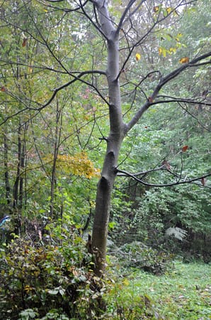 Rudnik - Mountain hidden in the mist: photo 1