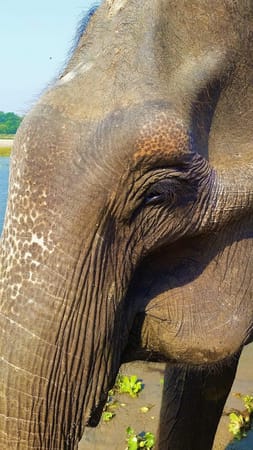 The Elephant Experience in Chitwan: photo 1