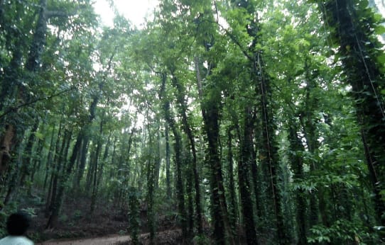 5 Things To Do in Kandy- Sri Lanka With Limited Time: photo 2