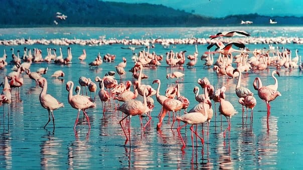 Top 5 places to Visit in Nakuru