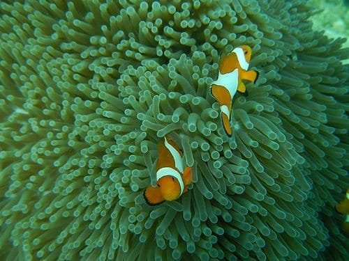 A Week In Tropical Paradise: Dos Palmas Island, Palawan: photo 18