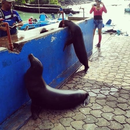 A Beautiful Paradise: The Galapagos Islands: photo 10