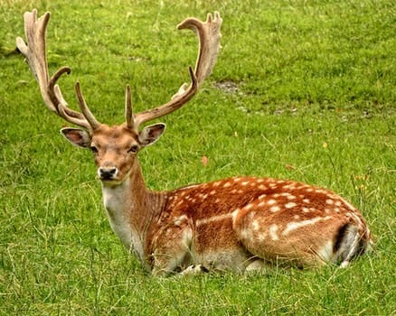 Spending A Day at Singapore Zoo and Singapore Night Safari: photo 10