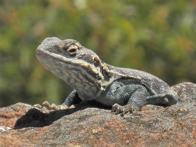 Flinders Ranges: Ancient earth and fascinating wildlife: photo 40
