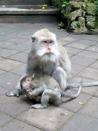 Bali: Guide to the Island of the Gods: photo 5