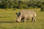Travel Guide for top 4 Kenyan Sites: photo 3