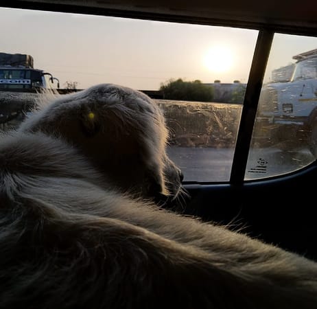 A pet-friendly cross country journey to Himachal Pradesh, India: photo 2