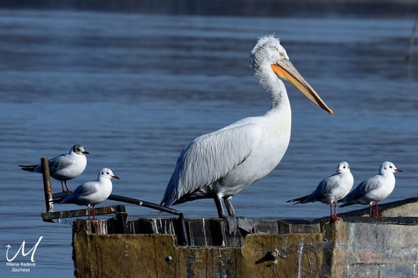Birdwatching in Greece - Lake Kerkini: photo 5