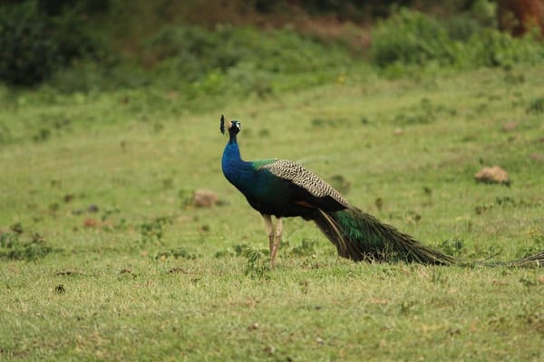 MASINAGUDI-BANDHIPUR.....THE LAND OF RAVING WILDLIFE: photo 10