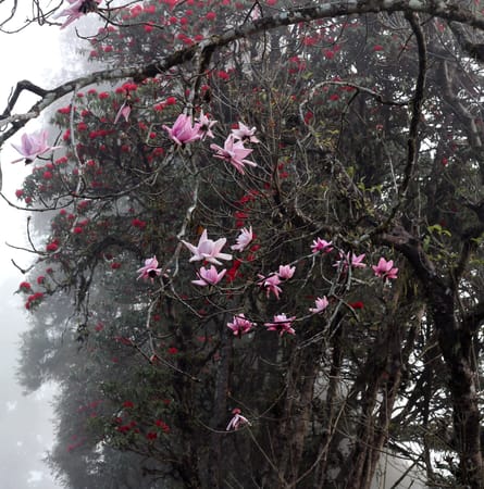 Hill Stations of India - An Insider’s Travel guide to Darjeeling: photo 3