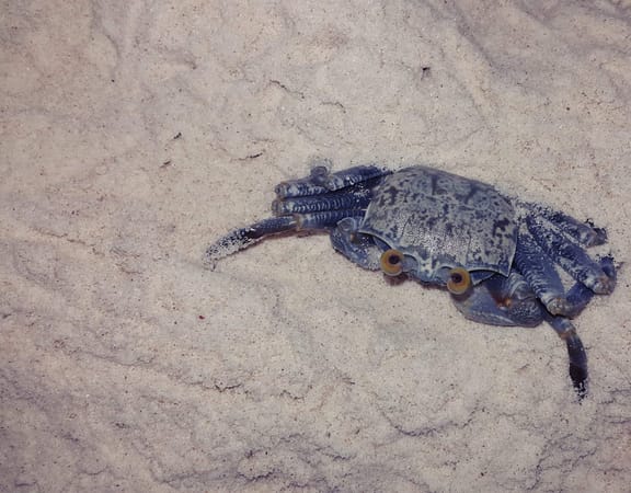Minicoy Island, Lakshadweep: A tiny yet divine spot on earth.: photo 8