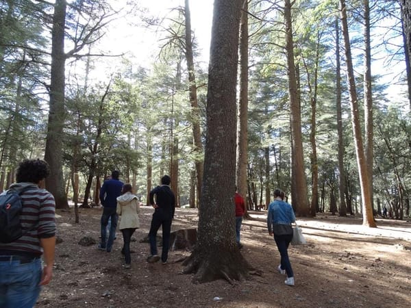 Road trip to Ifrane, the Moroccan Switzerland: photo 4