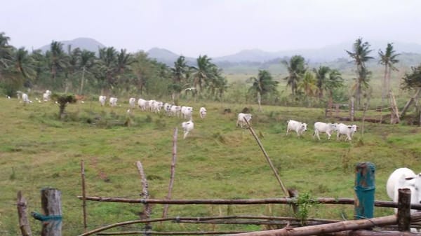 5 Interesting Places to go in Masbate: photo 5