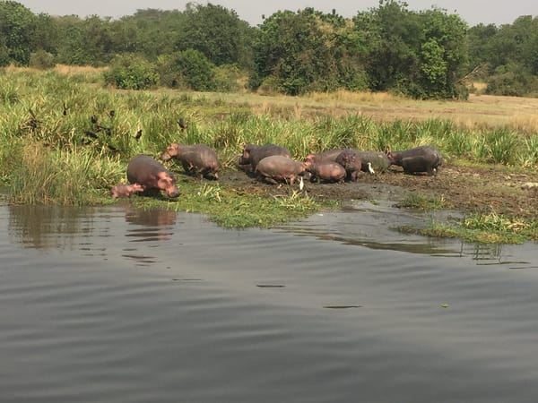 3 THINGS YOU MUST DO IN UGANDA: photo 3