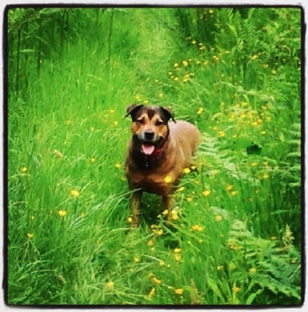 Lesmahagow - Town of Scottish history, Religion and Dog Walkers: photo 4