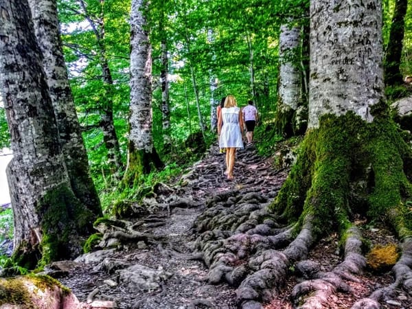 Travel Guide to Biogradska Gora National Park: photo 3