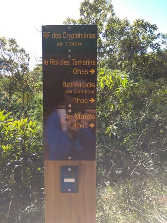 Hiking the Cryptomeria forest in Reunion Island: photo 5