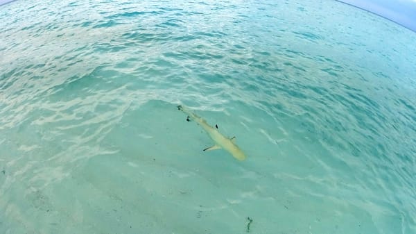Fantastic place for snorkeling, island Biyadhoo: photo 6