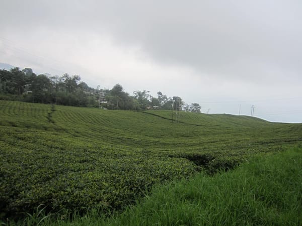 Exploring the Himalayan Shangri-La: Sikkim: photo 11
