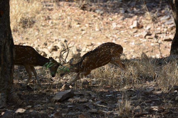 Safari experience at Ranthambore: photo 4