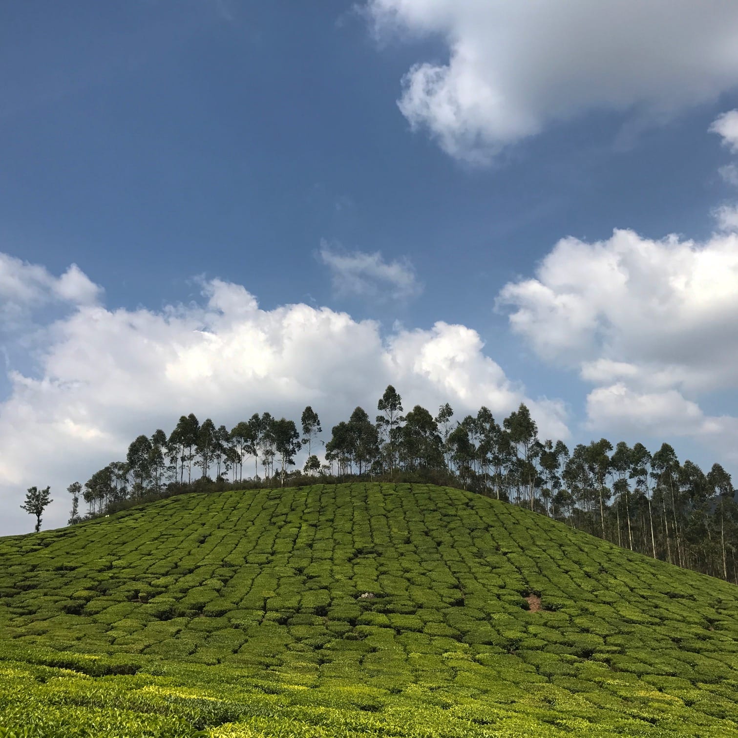 Munnar: The hilly paradise of South India