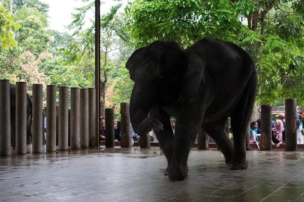 Kuala Gandah, Pahang: Awareness and Affection for Elephants: photo 3