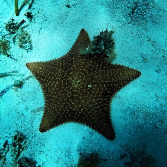 Discovering Cozumel in one day