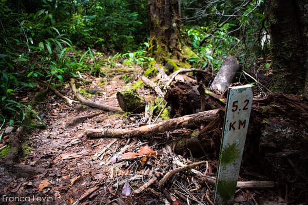 Bako National Park: the complete guide: photo 6