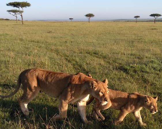 Masai Mara Travel Guide -  A quick overview: photo 1