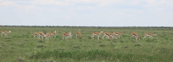 How to organize your safari in Etosha National Park- Namibia: photo 3