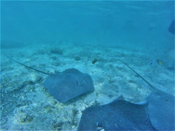 The Best Of Bora Bora: photo 8
