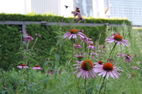 Why Chicago Will Change Your Mind About the U.S. Midwest: photo 4