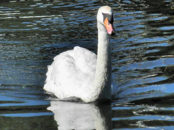 North Norfolk: A postage stamp view; culture, beauty & diversity: photo 15