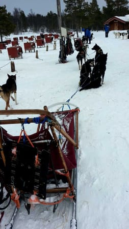 Trondheim, Norway: Northern lights and dog-sledding: photo 12
