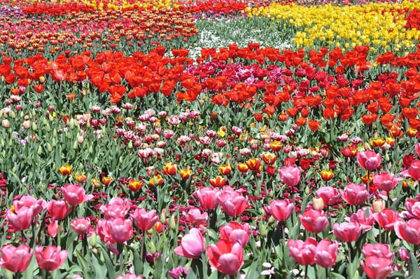 5 Reasons Canberra is worth visiting: photo 5