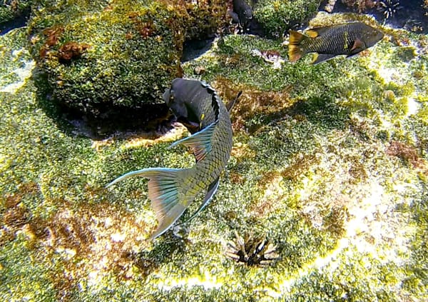 Isla San Cristobal, Galapagos – The full experience for less: photo 2