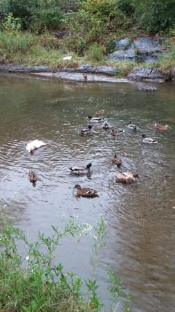 Luray: Caverns, Hiking, and Small Town Fun: photo 9