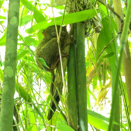 Exploring Bohol in 3 Days: photo 4