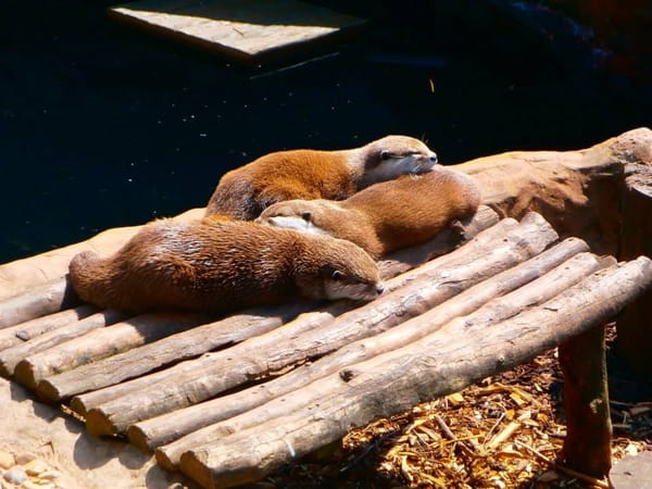 The Best Of English Torquay: photo 10