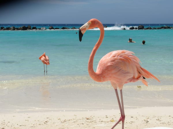 Aruba:  Paradise Found: photo 2