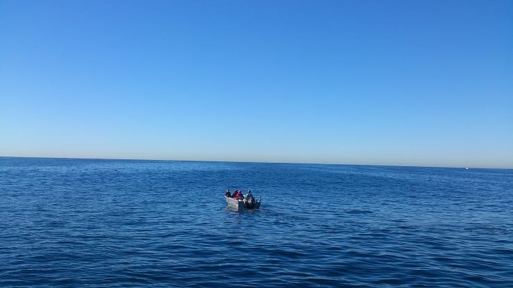 My whale watching experience in Gold Coast, Australia