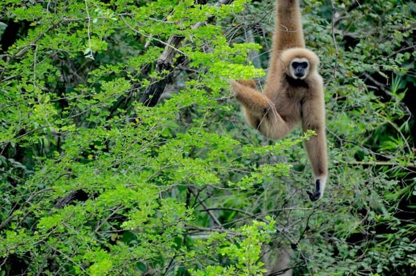 Kaeng Krachan National Park - Thailand’s Stunning Countryside: photo 8