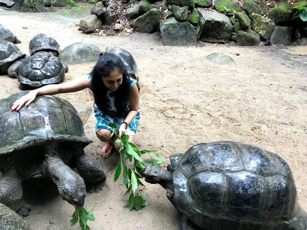 Seychelles: A Beginner’s Travel Guide: photo 1
