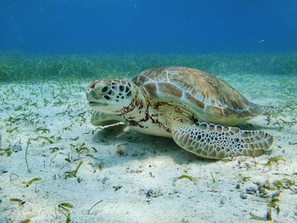 Bucket List Destinations: A Travel Guide to San Pedro, Belize: photo 3